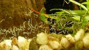 Červi v akváriu, co dělat - popis, fotografie